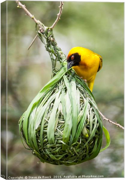 Yellow Weaver Hard At Work On His Nest Canvas Print by Steve de Roeck