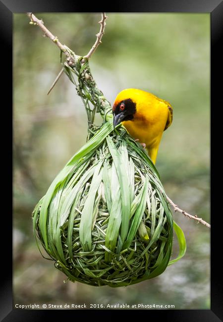 Yellow Weaver Hard At Work On His Nest Framed Print by Steve de Roeck