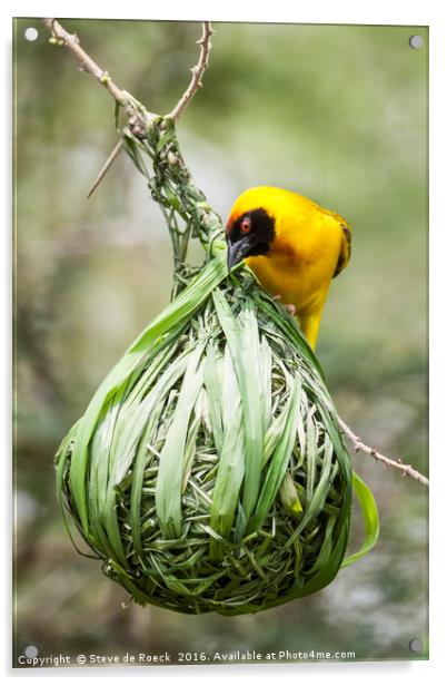 Yellow Weaver Hard At Work On His Nest Acrylic by Steve de Roeck