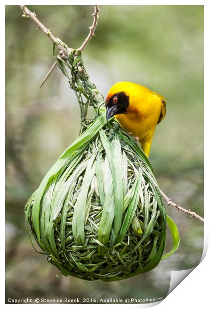 Yellow Weaver Hard At Work On His Nest Print by Steve de Roeck
