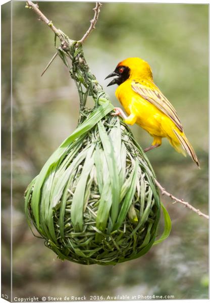 Yellow Weaver At Work Canvas Print by Steve de Roeck