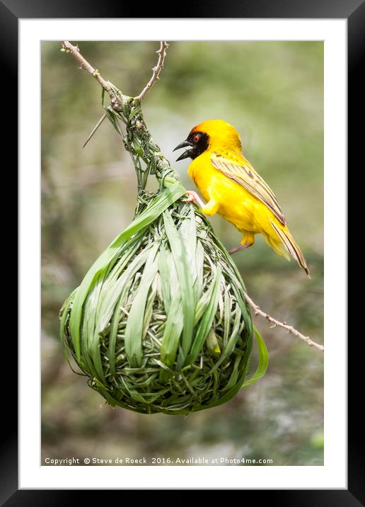 Yellow Weaver At Work Framed Mounted Print by Steve de Roeck