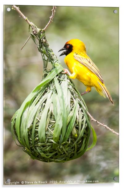 Yellow Weaver At Work Acrylic by Steve de Roeck