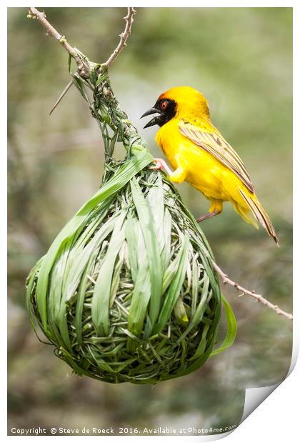 Yellow Weaver At Work Print by Steve de Roeck