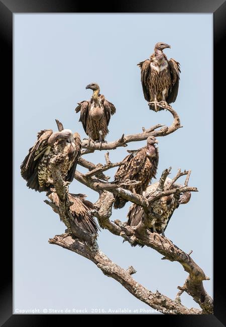 Griffon Vultures Gather For The Feast. Framed Print by Steve de Roeck
