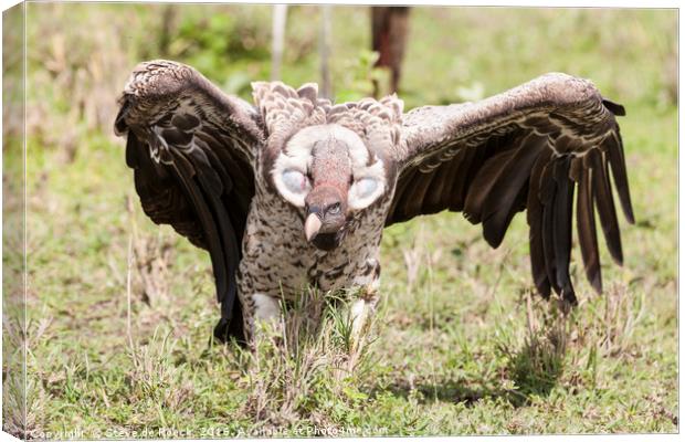 Griffon Vulture Takes Flight Canvas Print by Steve de Roeck