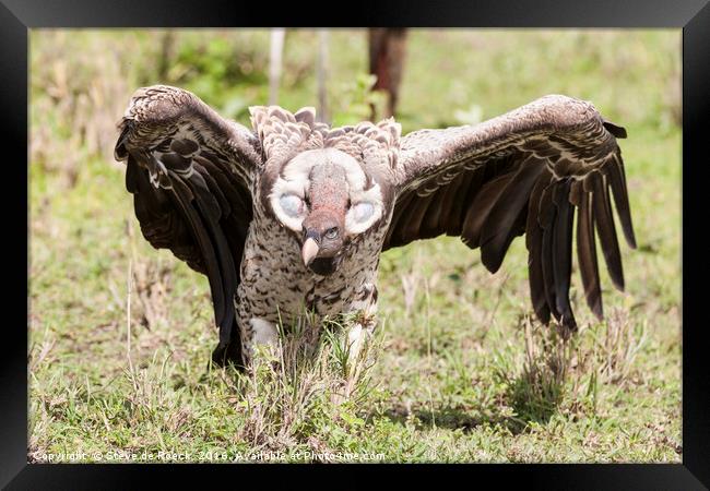 Griffon Vulture Takes Flight Framed Print by Steve de Roeck