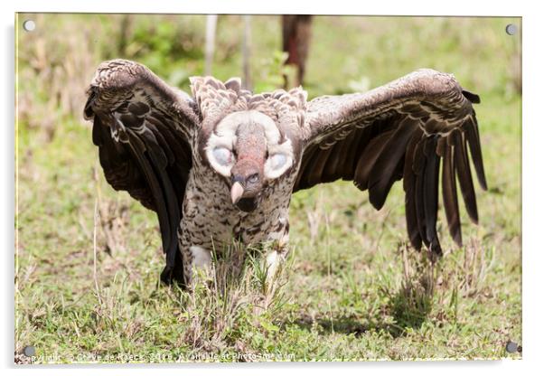 Griffon Vulture Takes Flight Acrylic by Steve de Roeck