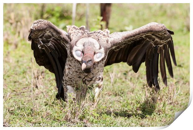 Griffon Vulture Takes Flight Print by Steve de Roeck