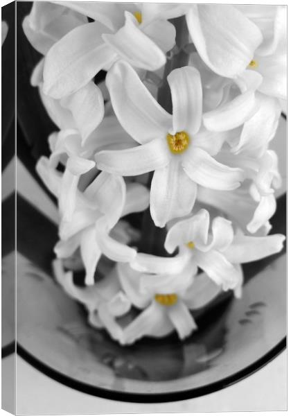 hyacinth in black and white Canvas Print by Marinela Feier
