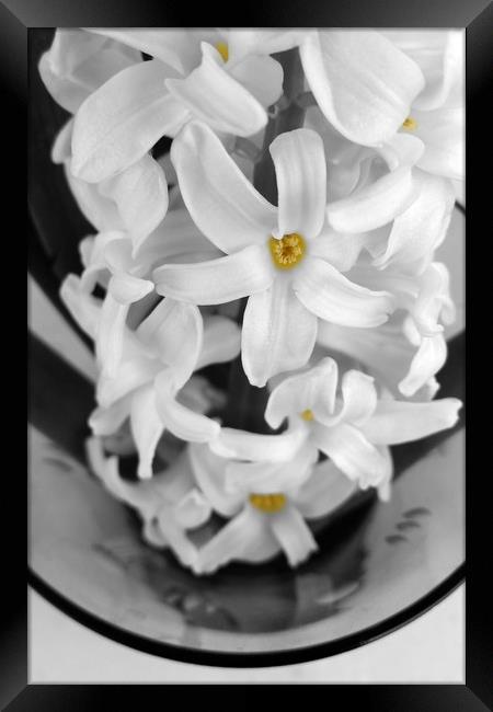 hyacinth in black and white Framed Print by Marinela Feier