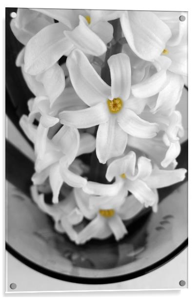 hyacinth in black and white Acrylic by Marinela Feier