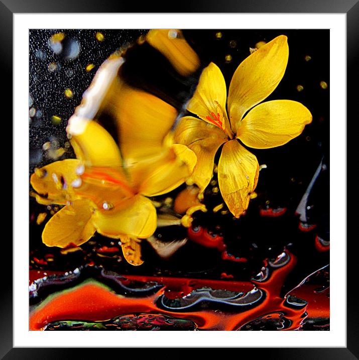 lively in yellow Framed Mounted Print by dale rys (LP)