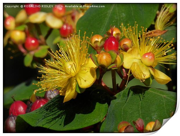 "HYPERICUM IN THE SUNSHINE" Print by ROS RIDLEY