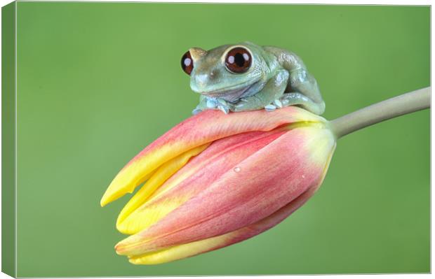 Ruby Eye tree frog Canvas Print by Val Saxby LRPS