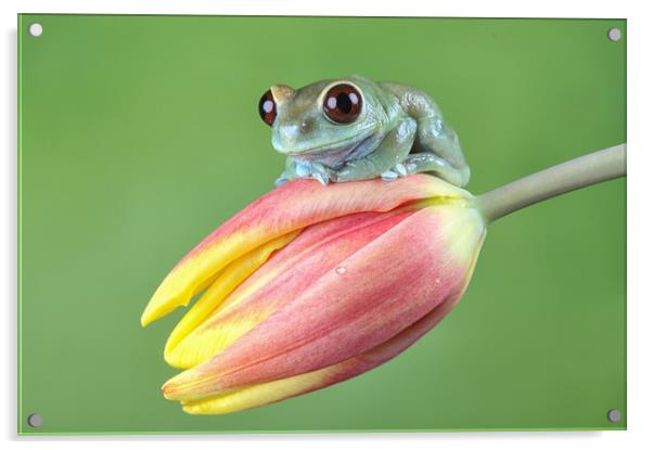 Ruby Eye tree frog Acrylic by Val Saxby LRPS