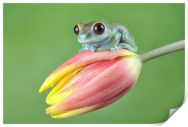 Ruby Eye tree frog Print by Val Saxby LRPS