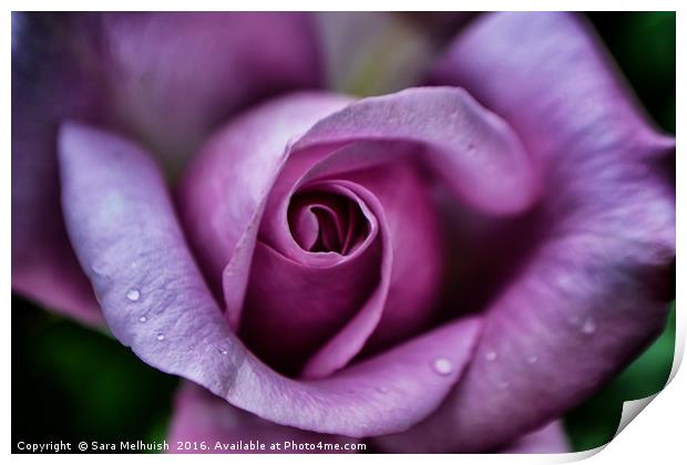 Purpleiscious Rose Print by Sara Melhuish