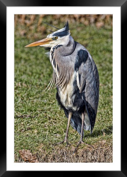 Heron Framed Mounted Print by Val Saxby LRPS