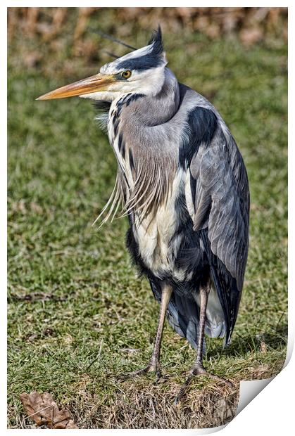 Heron Print by Val Saxby LRPS