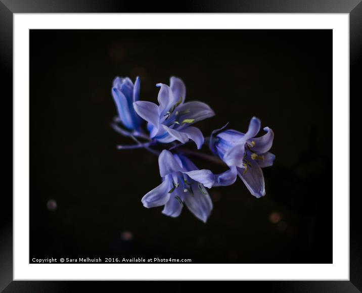 Bluebells are ringing #1 Framed Mounted Print by Sara Melhuish