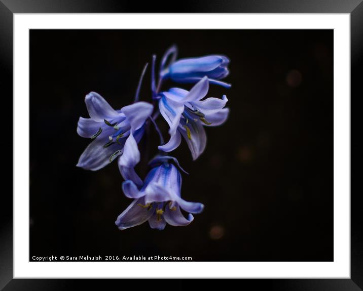 Bluebells are ringing #2 Framed Mounted Print by Sara Melhuish