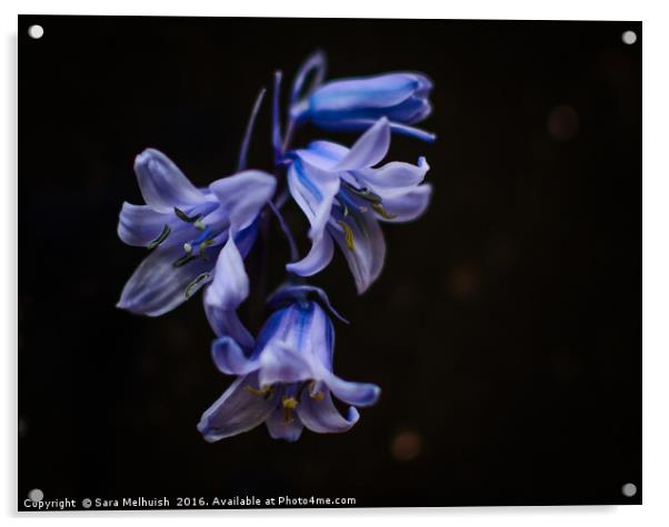 Bluebells are ringing #2 Acrylic by Sara Melhuish