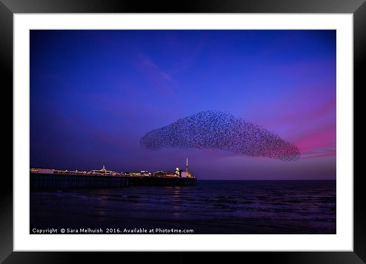 Starling cloud Framed Mounted Print by Sara Melhuish