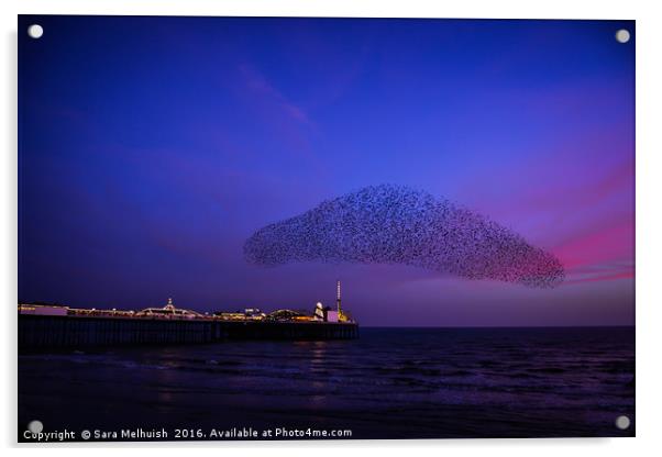 Starling cloud Acrylic by Sara Melhuish