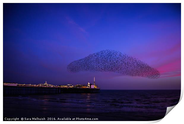 Starling cloud Print by Sara Melhuish