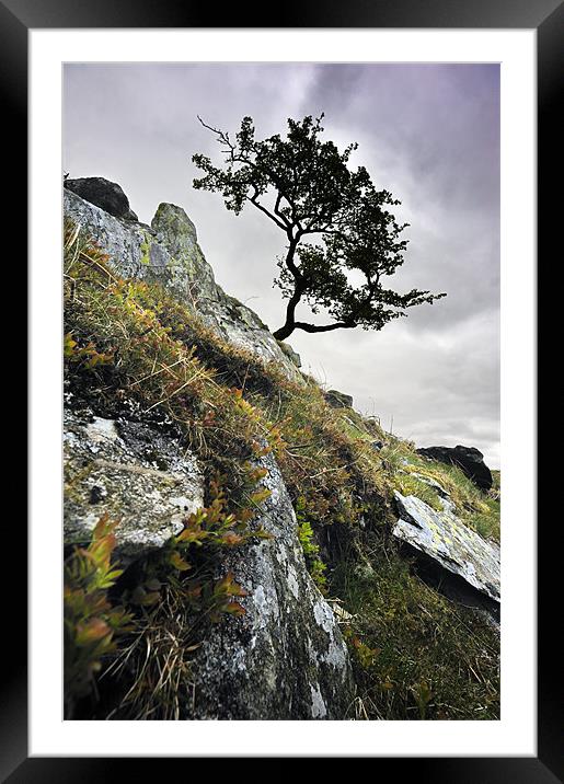 Tree on the rockface Framed Mounted Print by Stephen Mole