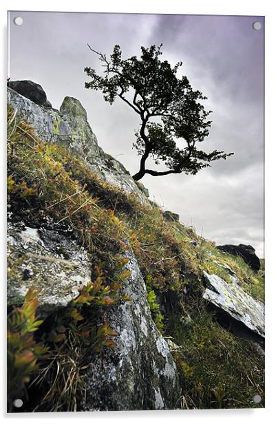 Tree on the rockface Acrylic by Stephen Mole