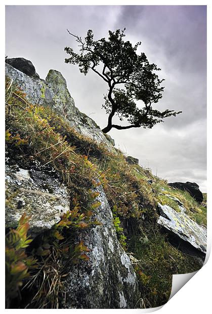 Tree on the rockface Print by Stephen Mole