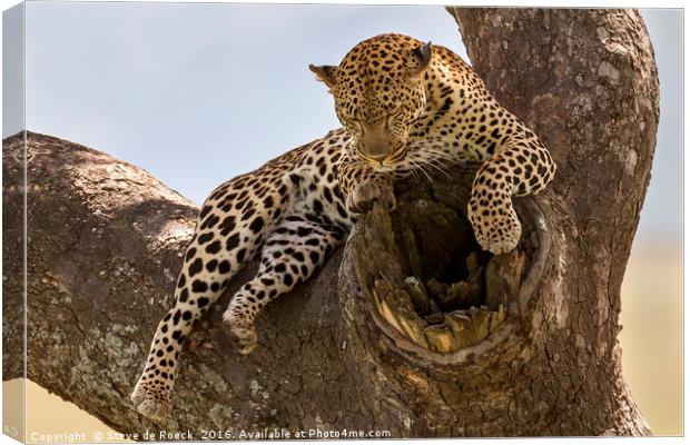 High And Mighty Leopard Canvas Print by Steve de Roeck