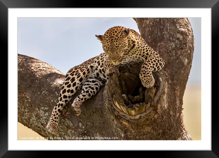 High And Mighty Leopard Framed Mounted Print by Steve de Roeck
