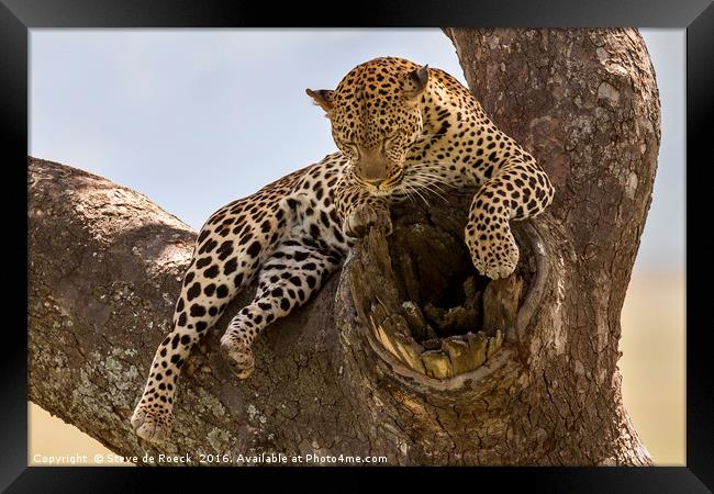 High And Mighty Leopard Framed Print by Steve de Roeck