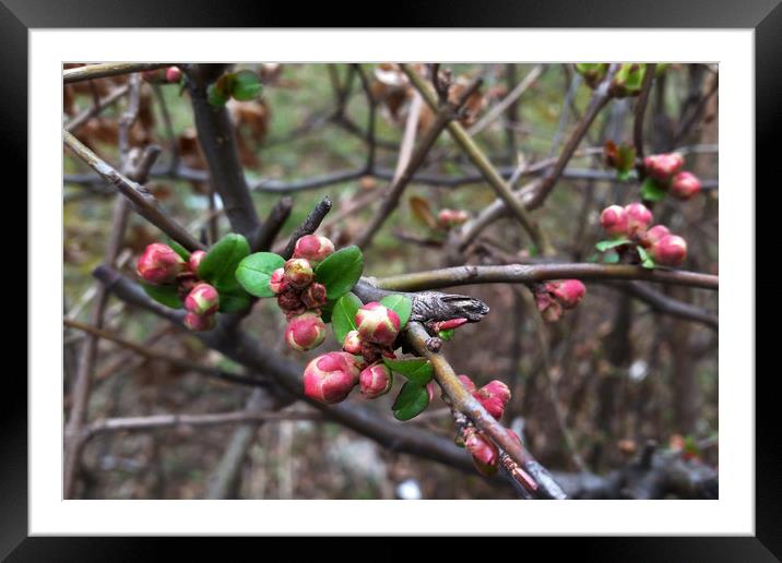 First pink buds Framed Mounted Print by Marinela Feier