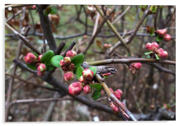 First pink buds Acrylic by Marinela Feier