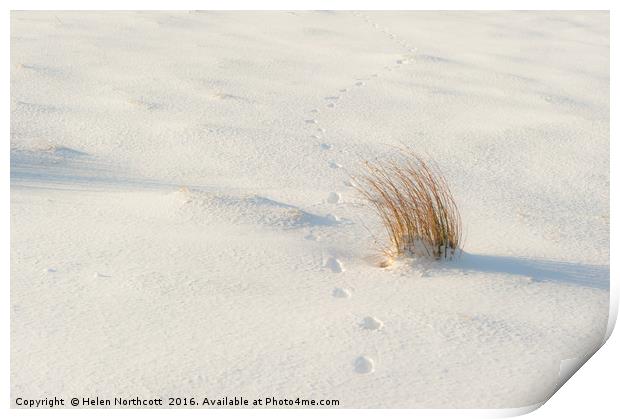 Footprints and Reeds i Print by Helen Northcott