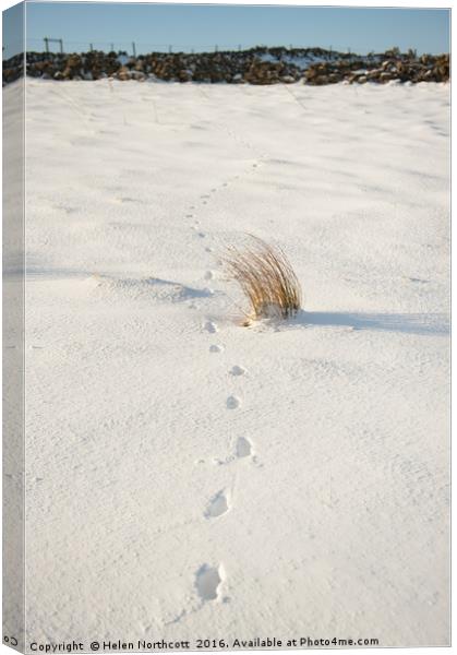 Footprints in the Snow ii Canvas Print by Helen Northcott