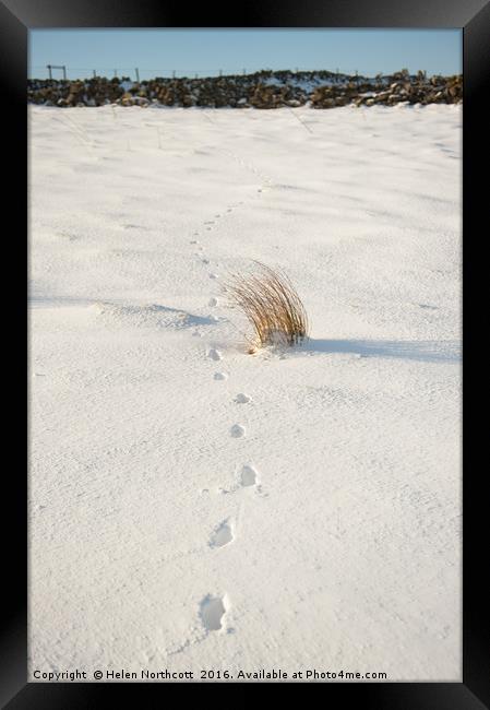 Footprints in the Snow ii Framed Print by Helen Northcott