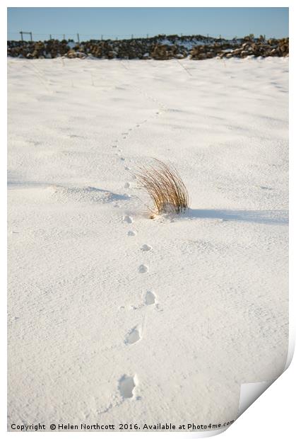 Footprints in the Snow ii Print by Helen Northcott