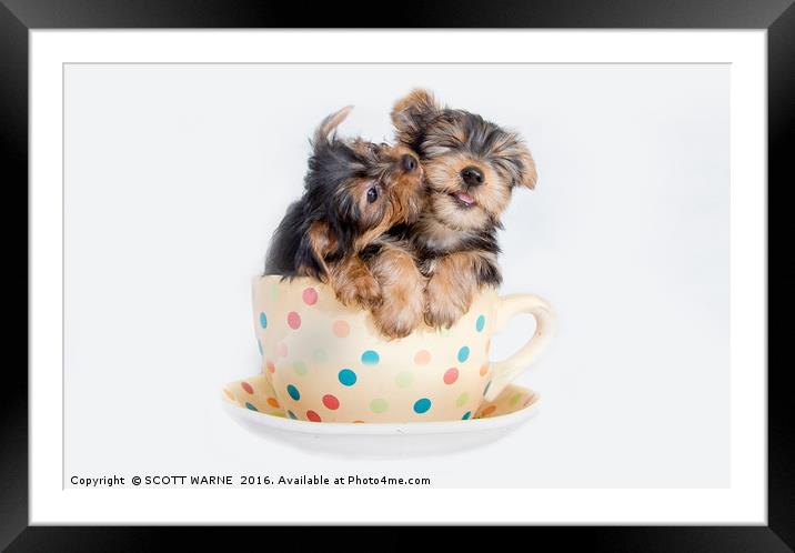 YORKSHIRE TERRIER PUPPIES Framed Mounted Print by SCOTT WARNE