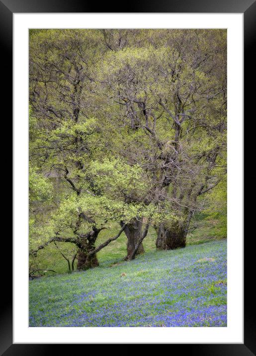 Bluebell wood Framed Mounted Print by Stephen Mole