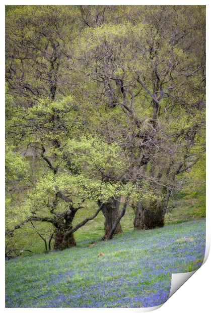 Bluebell wood Print by Stephen Mole