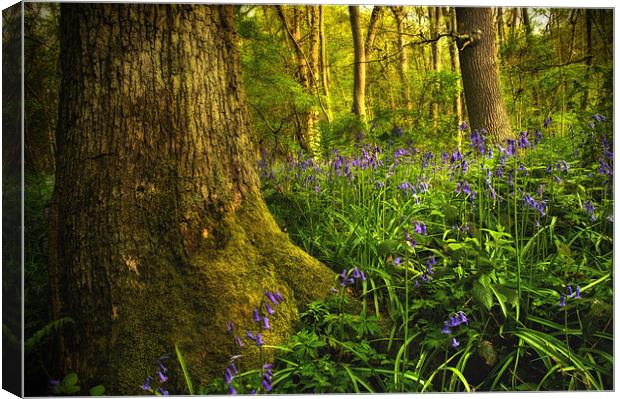 Bluebell Wood Canvas Print by Simon Gladwin