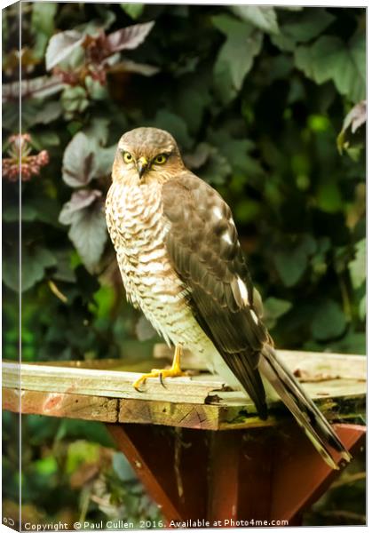 Sparrow Hawk Canvas Print by Paul Cullen