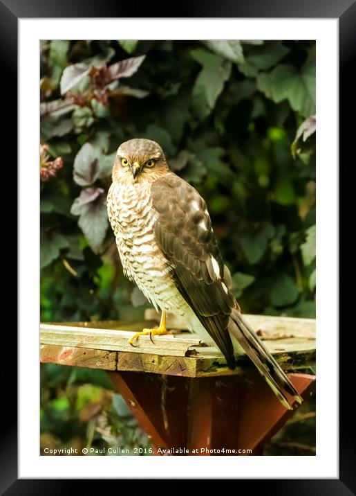 Sparrow Hawk Framed Mounted Print by Paul Cullen