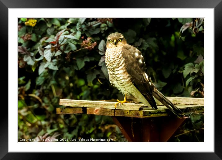 Sparrow Hawk Framed Mounted Print by Paul Cullen