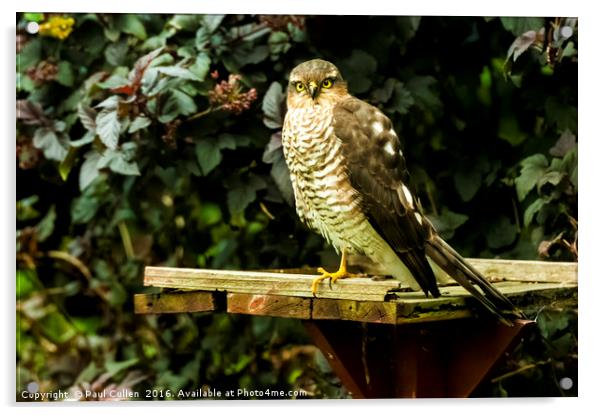 Sparrow Hawk Acrylic by Paul Cullen